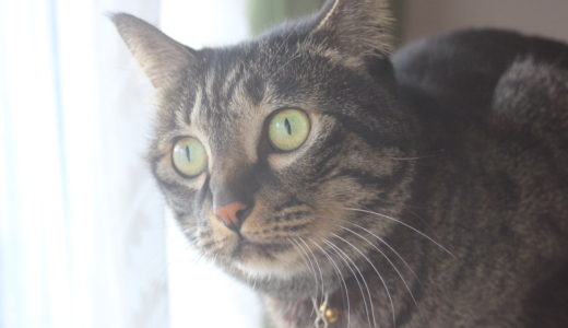 【猫がマンションから脱走！】猫の探し方のコツと探し出すためにするべき４つのコト