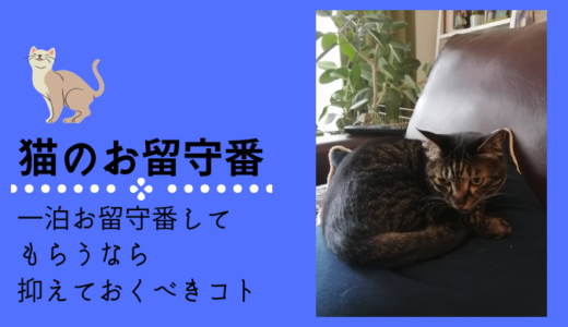 【一泊なら平気】人に預けるべき？それともペットホテル？猫にお留守番させるための6つのポイント